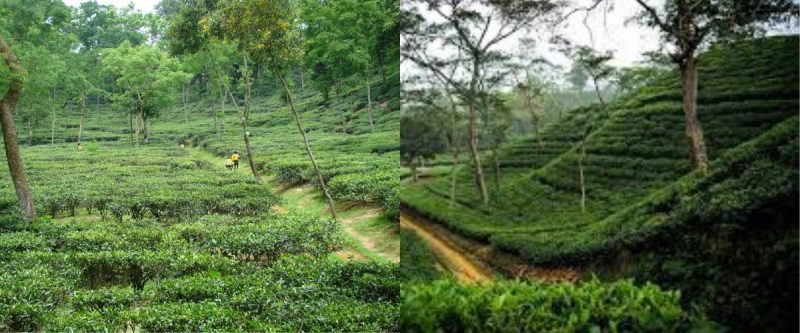 Maloni-chora-Lakkatura-tea-garden